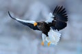 Flying rare eagle. Steller`s sea eagle, Haliaeetus pelagicus, flying bird of prey, with blue sky in background, Hokkaido, Japan. E