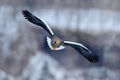 Flying rare eagle. Steller`s sea eagle, Haliaeetus pelagicus, flying bird of prey, with blue sky in background, Hokkaido, Japan.