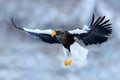 Flying rare eagle. Steller`s sea eagle, Haliaeetus pelagicus, flying bird of prey, with blue sky in background, Hokkaido, Japan. Royalty Free Stock Photo