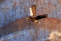 Flying rare eagle. Steller`s sea eagle, Haliaeetus pelagicus, flying bird of prey, with blue sky in background, Hokkaido, Japan. Royalty Free Stock Photo