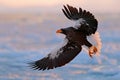 Flying rare eagle. Steller`s sea eagle, Haliaeetus pelagicus, flying bird of prey, with blue sky in background, Hokkaido, Japan. Royalty Free Stock Photo