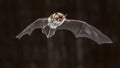 Flying Natterers bat at night Royalty Free Stock Photo