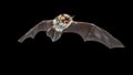Isolated Flying Natterers bat on black background