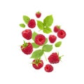 Flying raspberries with green leaves isolated on white background. Sweet ripe fresh delicious raspberry, summer berry, organic Royalty Free Stock Photo