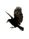 Flying raven Royalty Free Stock Photo