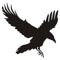 Flying Raven Royalty Free Stock Photo