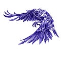 Flying raven closeup. Hand drawn sketch with ballpoint pen on paper texture. Isolated on white. Bitmap Royalty Free Stock Photo