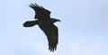 A Flying Raven, Genus Corvus, Carrion in its Bill