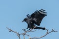 Flying raven on landing in front of blue sky Royalty Free Stock Photo
