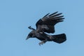 Flying raven on landing in front of blue sky