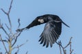 Flying raven with outstretched wings and nesting material in its beak Royalty Free Stock Photo