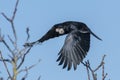 Flying raven with outstretched wings and nesting material in its beak