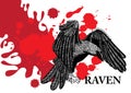 Flying raven Royalty Free Stock Photo