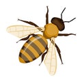 Flying realistic honey bee close-up hand drawn pattern on white Royalty Free Stock Photo