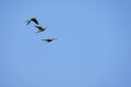 Flying Red-bellied Macaw, Orthopsittaca Manilata, Lagoa Das Araras, Bom Jardim, Nobres, Mato Grosso, Brazil