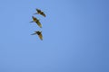 Flying Red-bellied Macaw, Orthopsittaca Manilata, Lagoa Das Araras, Bom Jardim, Nobres, Mato Grosso, Brazil