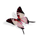 Flying Red butterfly, Fivebar Swordtail Royalty Free Stock Photo