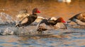 Flying Red crested pochard Royalty Free Stock Photo