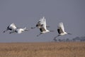 Flying the red-crowned crane bird Royalty Free Stock Photo