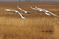Flying the red-crowned crane birds Royalty Free Stock Photo