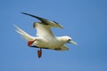 Flying Red Footed Booby Royalty Free Stock Photo