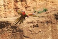 Flying red-fronted macaw Royalty Free Stock Photo