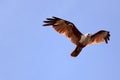 A flying red hawk Royalty Free Stock Photo