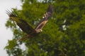 Flying red kite, bird of prey Royalty Free Stock Photo
