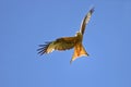 A flying Red kite on the hunt Ein fliegender Rotmilan auf der Jagd in blauem Himmel