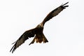 Flying Red Kite