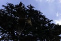 Flying red kite / Milvus milvus over the trees Royalty Free Stock Photo