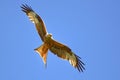Flying Red kite Milvus milvus in clear blue sky Fliegender Rotmilan in blauem Himmel