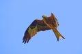 Flying Red kite Milvus milvus in the clear blue sky Fliegender Rotmilan in blauem Himmel
