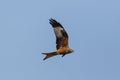 Flying red kite milvus milvus raptor bird blue sky, open wings