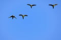 Flying red-shouldered macaw in the wild, Diopsittaca Nobilis, Aquidauana, Mato Grosso Do Sul, Brazil