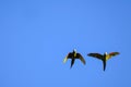 Flying red-shouldered macaw in the wild, Diopsittaca Nobilis, Aquidauana, Mato Grosso Do Sul, Brazil