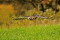 Flying Red-tailed Hawk