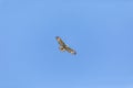 Flying red tailed hawk Buteo jamaicensis against a blue sky Royalty Free Stock Photo