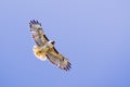 Flying Red-tailed Hawk Buteo jamaicensis; blue sky background, Fremont, east San Francisco bay area, California Royalty Free Stock Photo