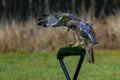 Flying red-tailed hawk Buteo jamaicensis, landing bird Royalty Free Stock Photo