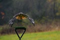 Flying red-tailed hawk Buteo jamaicensis, landing bird Royalty Free Stock Photo