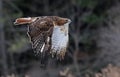 Flying Red-tailed Hawk Royalty Free Stock Photo