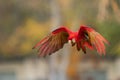 Flying red tropical parrot. Scarlet macaw in the air.