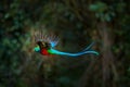 Flying Resplendent Quetzal, Pharomachrus mocinno, Costa Rica, with green forest in background. Magnificent sacred green and red