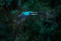 Flying Resplendent Quetzal, Pharomachrus mocinno, Costa Rica, with green forest in background. Magnificent sacred green and red