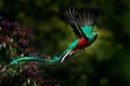 Flying Resplendent Quetzal, Pharomachrus mocinno, Savegre in Costa Rica, with green forest background. Magnificent sacred green an Royalty Free Stock Photo