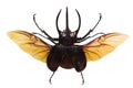 Flying rhinoceros beetle isolated on white