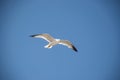 Flying ring-billed gull isolated on a blue background Royalty Free Stock Photo