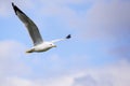 Flying Ring-billed Gull Larus delawarensis; white clouds and blue sky background; copy space on the right Royalty Free Stock Photo