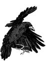 Flying rook Royalty Free Stock Photo